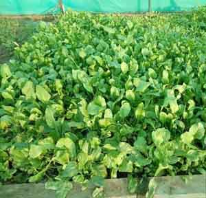 soulgreens