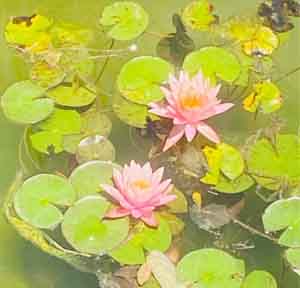 soulgreens