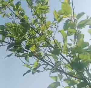 soulgreens