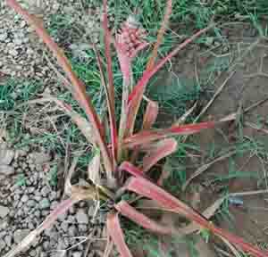 soulgreens
