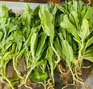 soulgreens