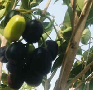 soulgreens